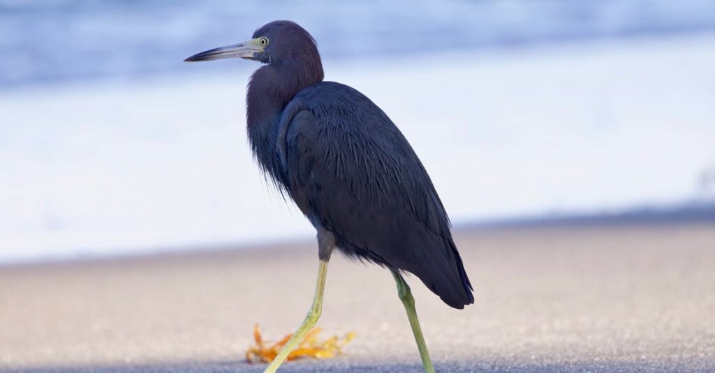 découvrez anse bertrand, une destination idyllique en guadeloupe, célèbre pour ses plages de sable fin, ses eaux cristallines et sa nature préservée. profitez d'activités variées, de paysages à couper le souffle et d'une culture riche lors de votre visite.